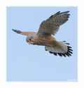 Обыкновенная пустельга фото (Falco tinnunculus) - изображение №751 onbird.ru.<br>Источник: www.birdforum.net